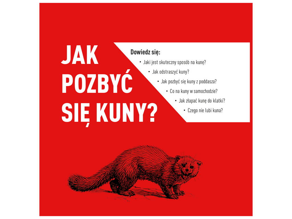 poradnik jak pozbyć się kuny